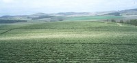 campo_verde03.jpg
