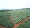 campo_verde04.jpg