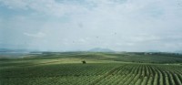 campo_verde05.jpg