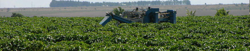 A Terra Forte Cafés